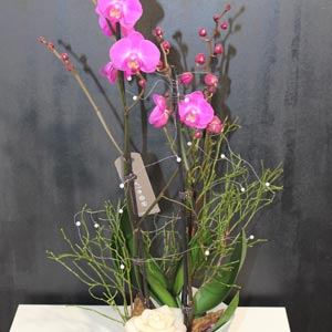 Das Blümchen - Blumen und Mehr: Blumen, Topfpflanzen, Geschenkartikel, Duftkerzen, Raumdüfte, dekorierte Blumenstöcke: Orchidee pink